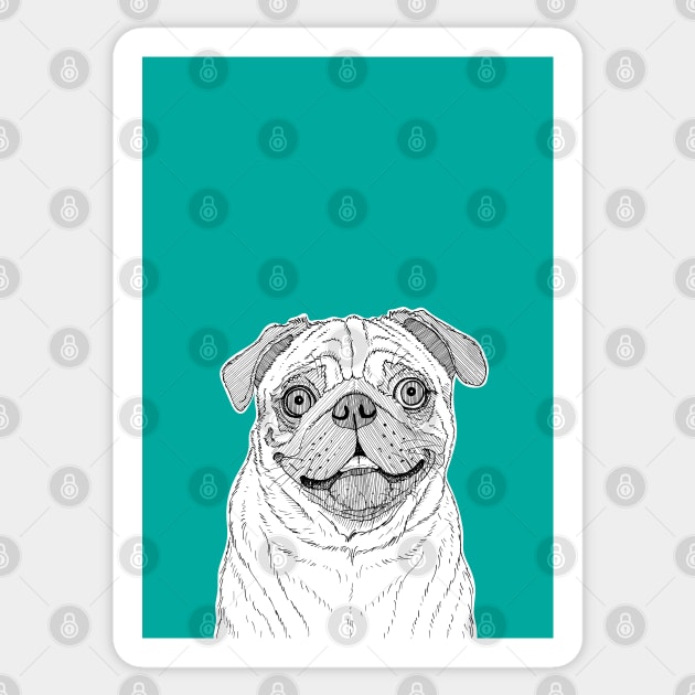 Pug Dog Portrait ( teal background ) Sticker by AdamRegester